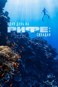  Один день на рифе: Сипадан 